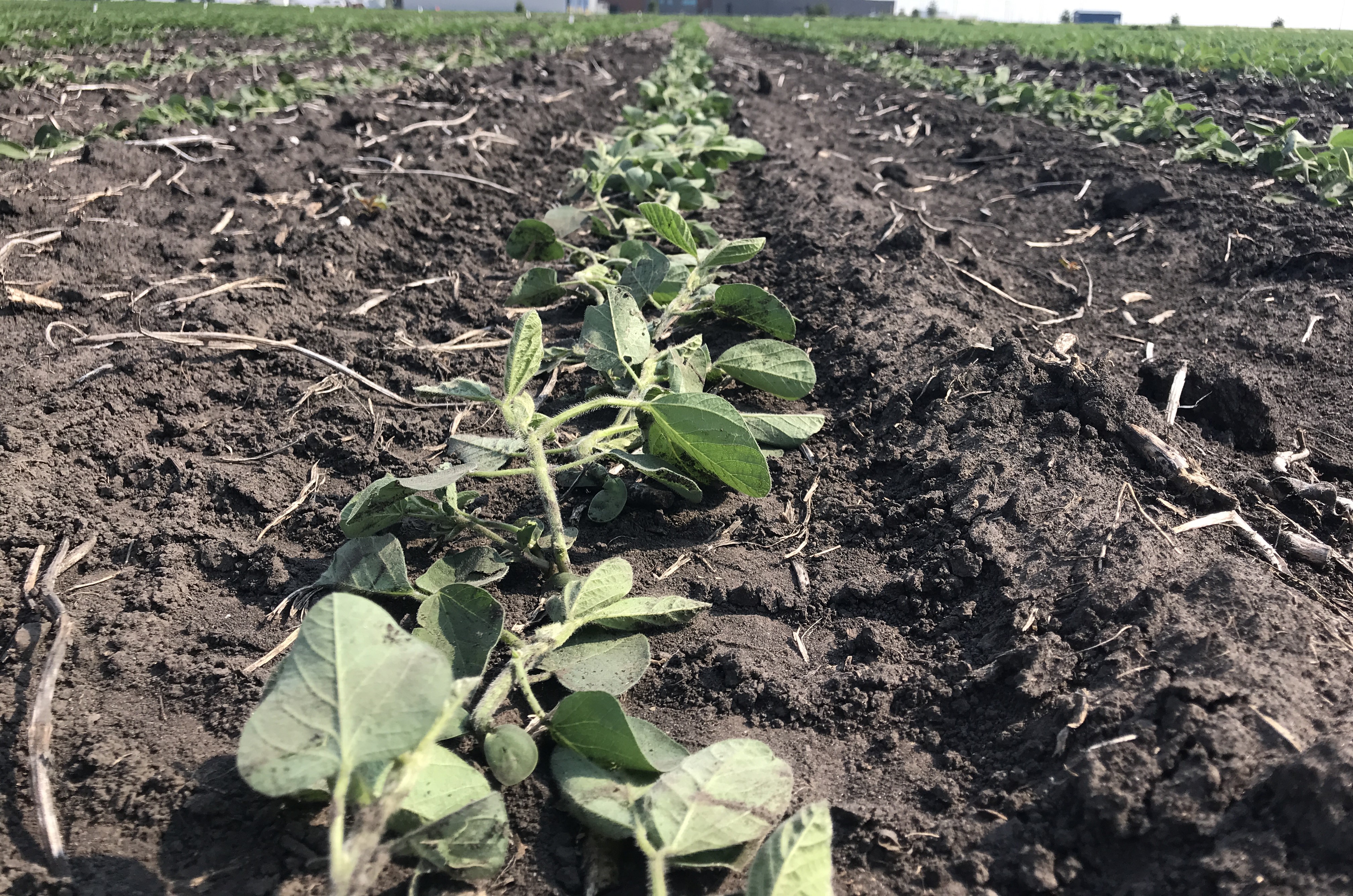 Figure 1. Soybeans rolled with drum roller at Slater, IA (left) and ran over with the tire of a utility vehicle at Malta, IL (right)