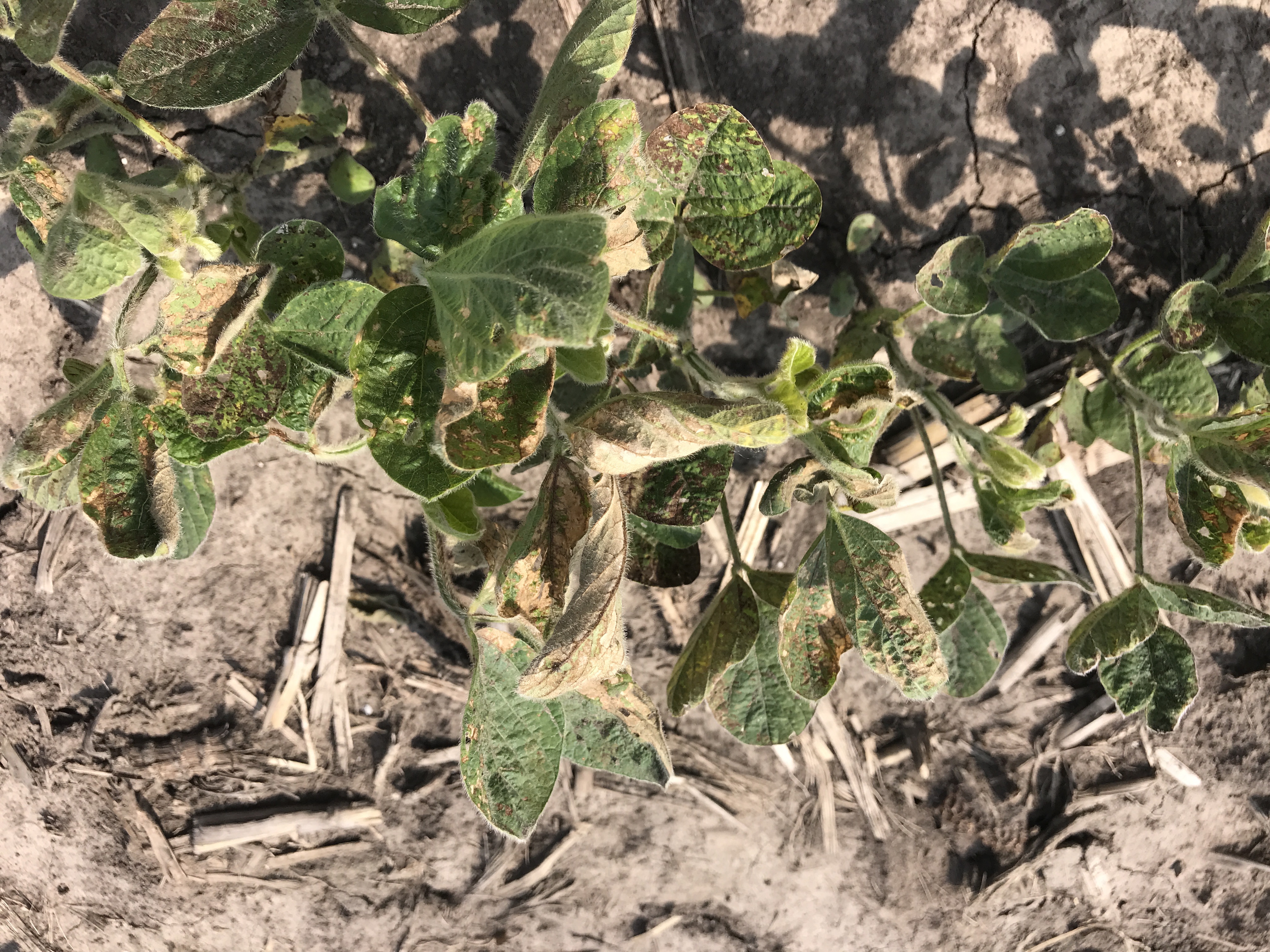 Figure 2. Soybeans with visual leaf burn from an application of Cobra.