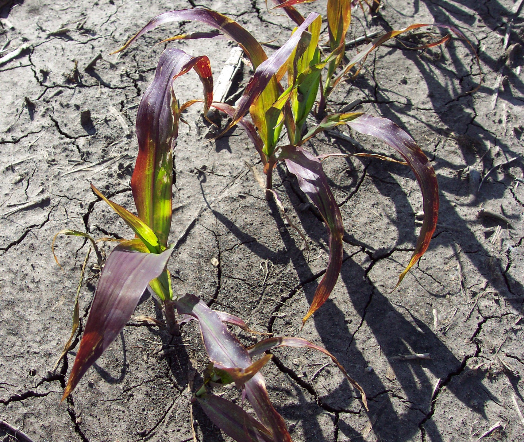 Figure 2. Sulfur application timing trial at Geneseo, IL in 2021