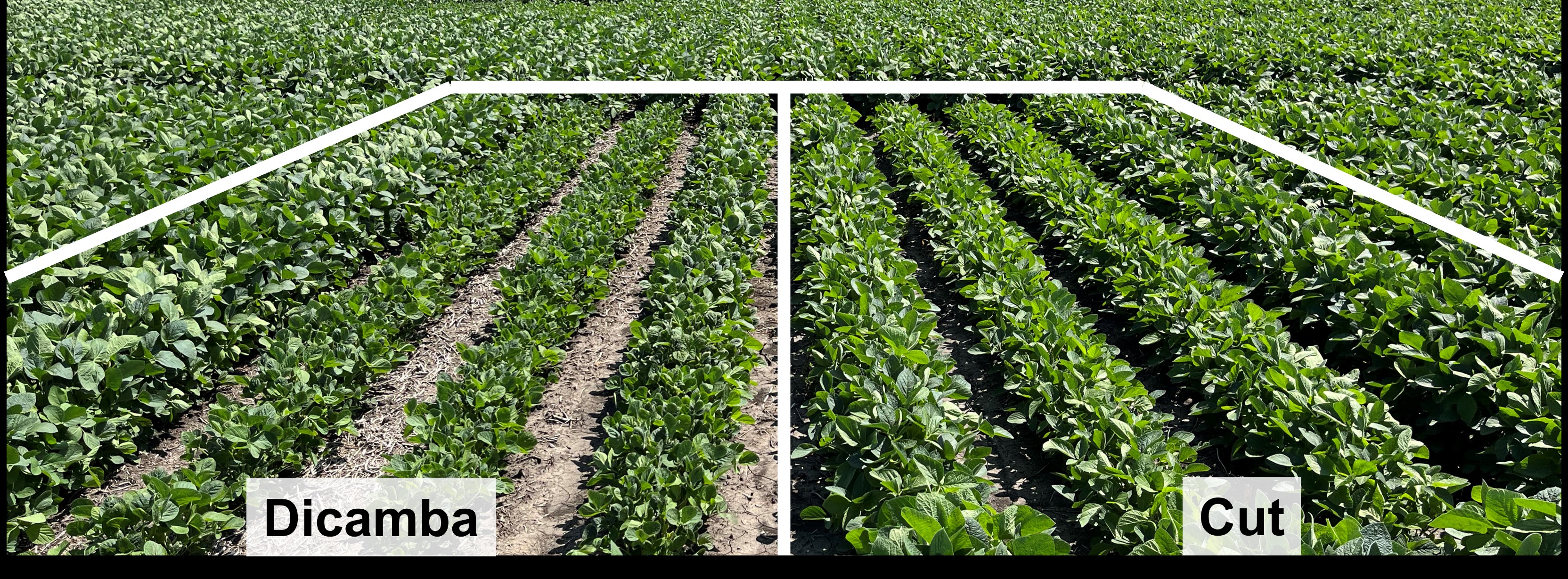 Figure 3. Stunted soybeans from either dicamba or being cut caused a longer duration before canopy compared to the surrounding untreated plots at Malta, IL in 2023.