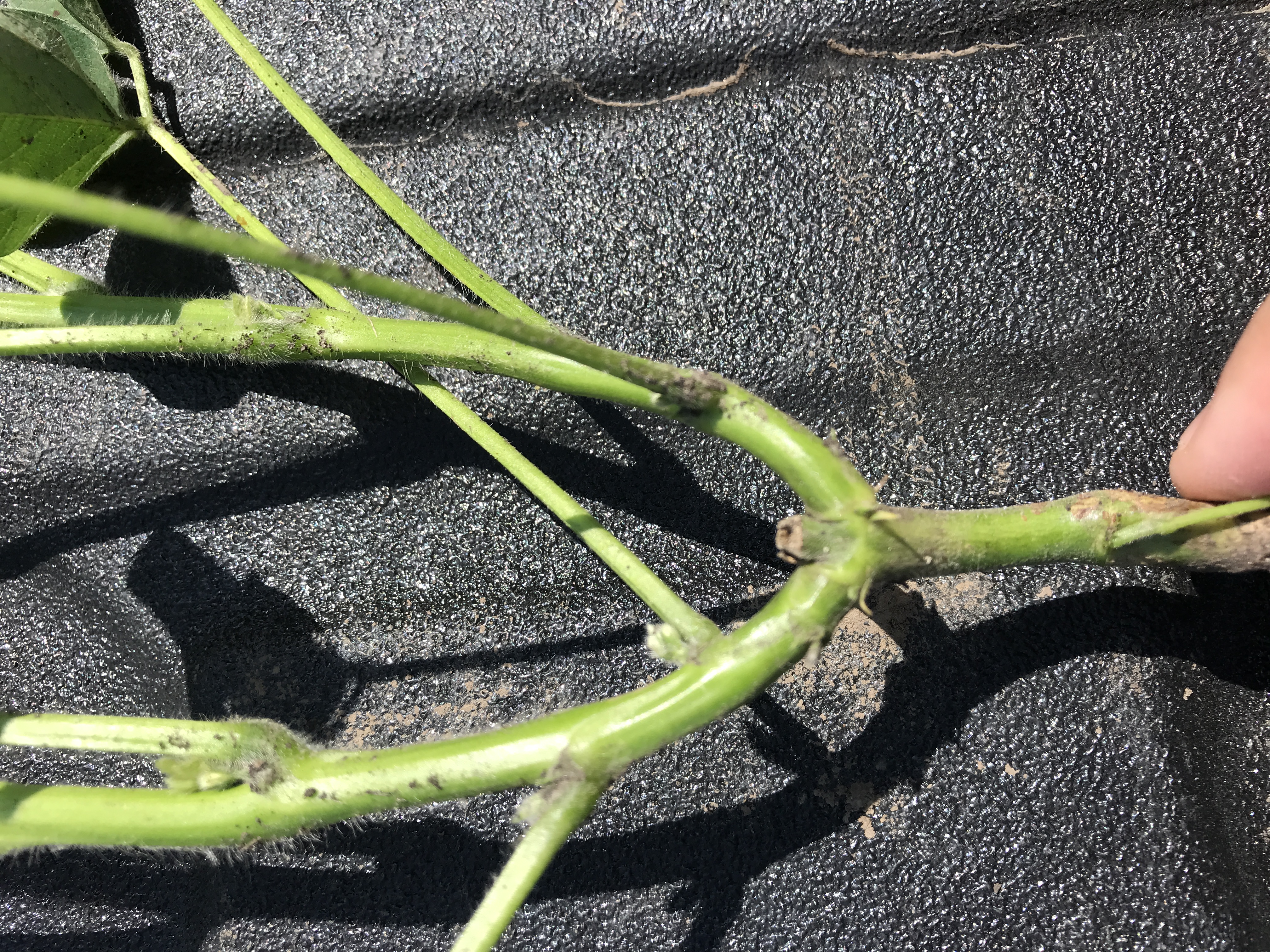 Figure 4. Soybean plant 4 weeks after being cut at the V3 growth stage resulting in a “Y-branch” at Malta, IL in 2023.