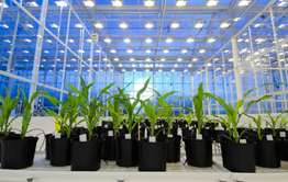 Syngenta Research & Development