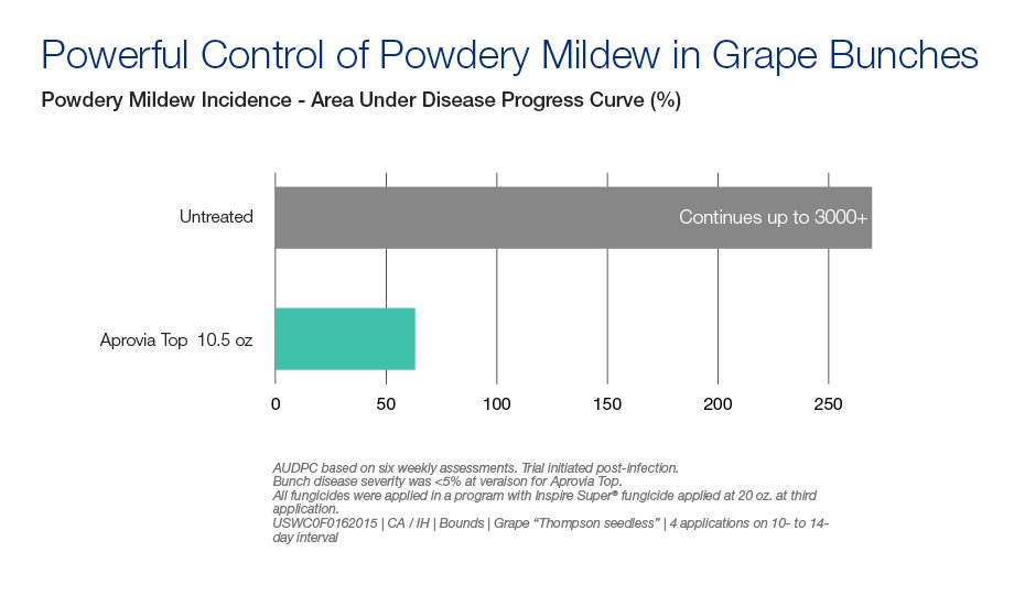 Powerful control of powdery mildew in grape bunches