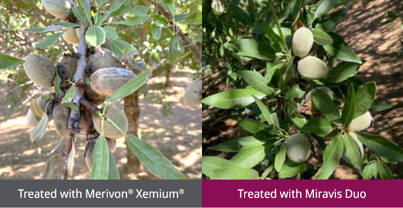 Side-by-side comparison photos showing almonds treated with Merivon fungicide against almonds treated with Miravis Duo fungicide