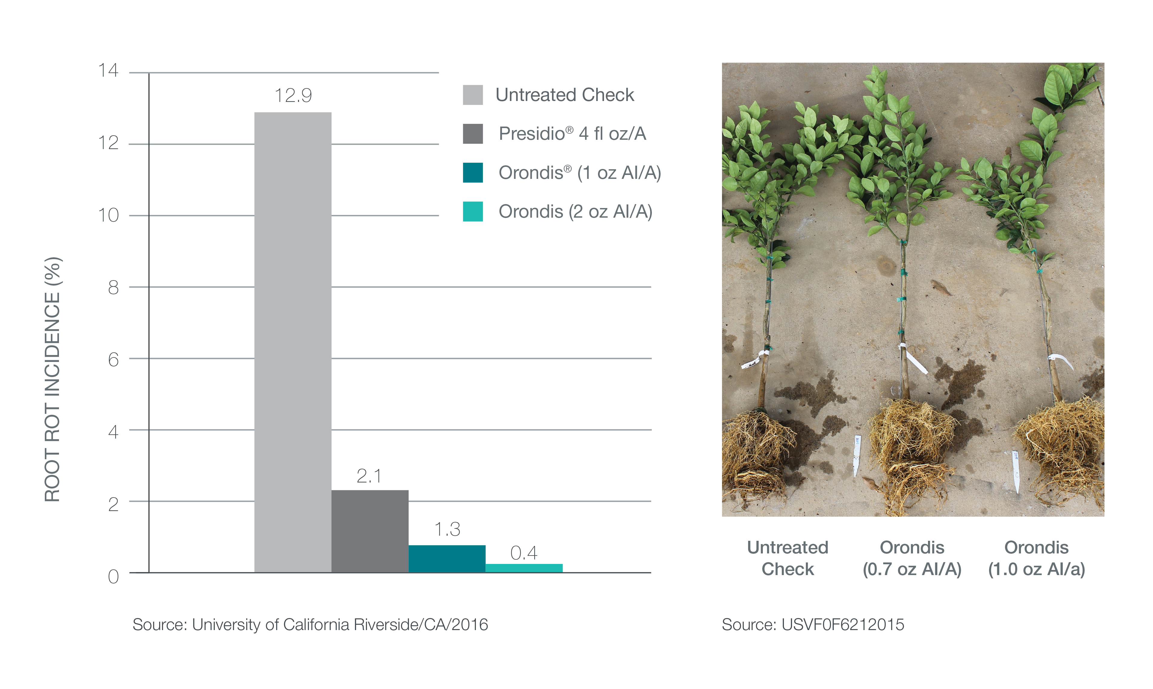 Orondis Delivers Outstanding Control of Phytophthora Root Rot in Citrus