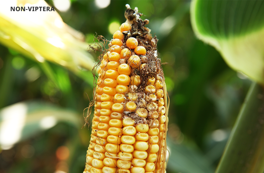 Corn earworm damage in Palmyra, MO in 2022